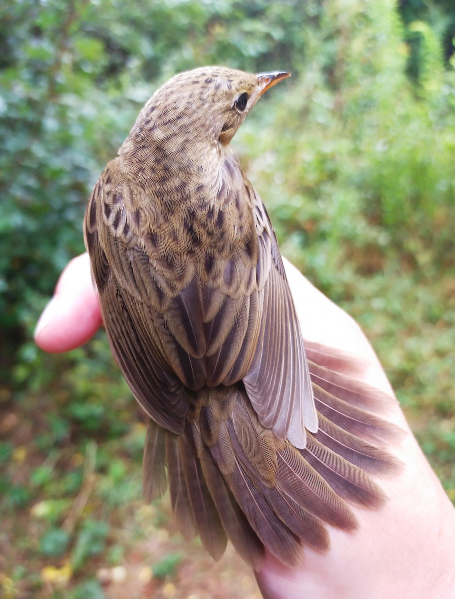 Common Grasshopper Warbler - ML623207215