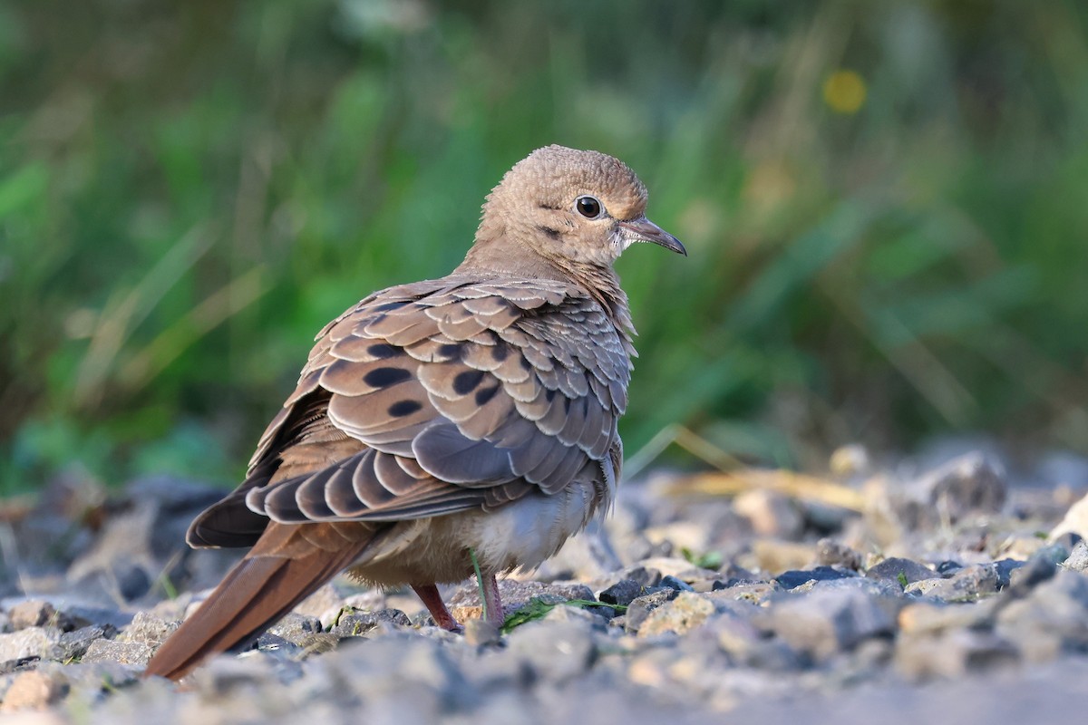 Mourning Dove - ML623207223