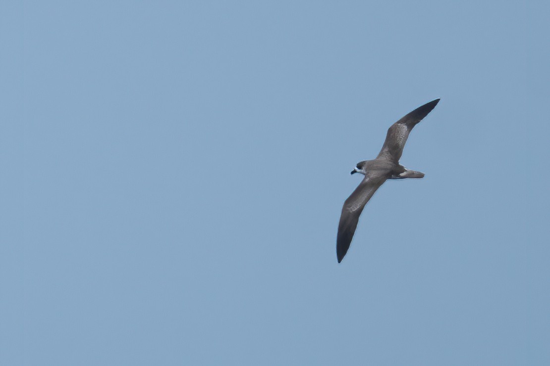 Bermuda Petrel - ML623207253