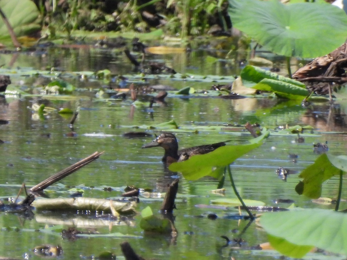 Garganey - ML623207262