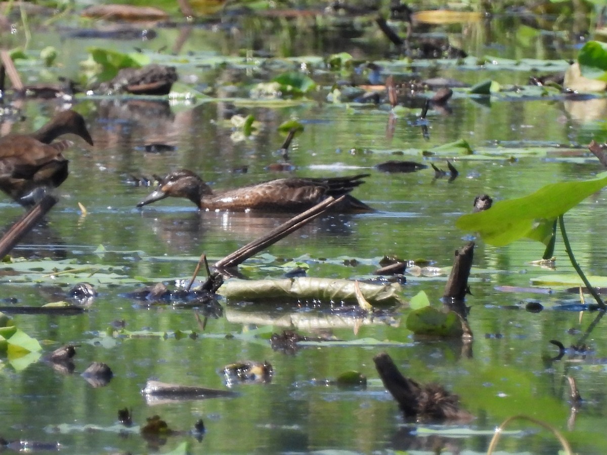 Garganey - ML623207263
