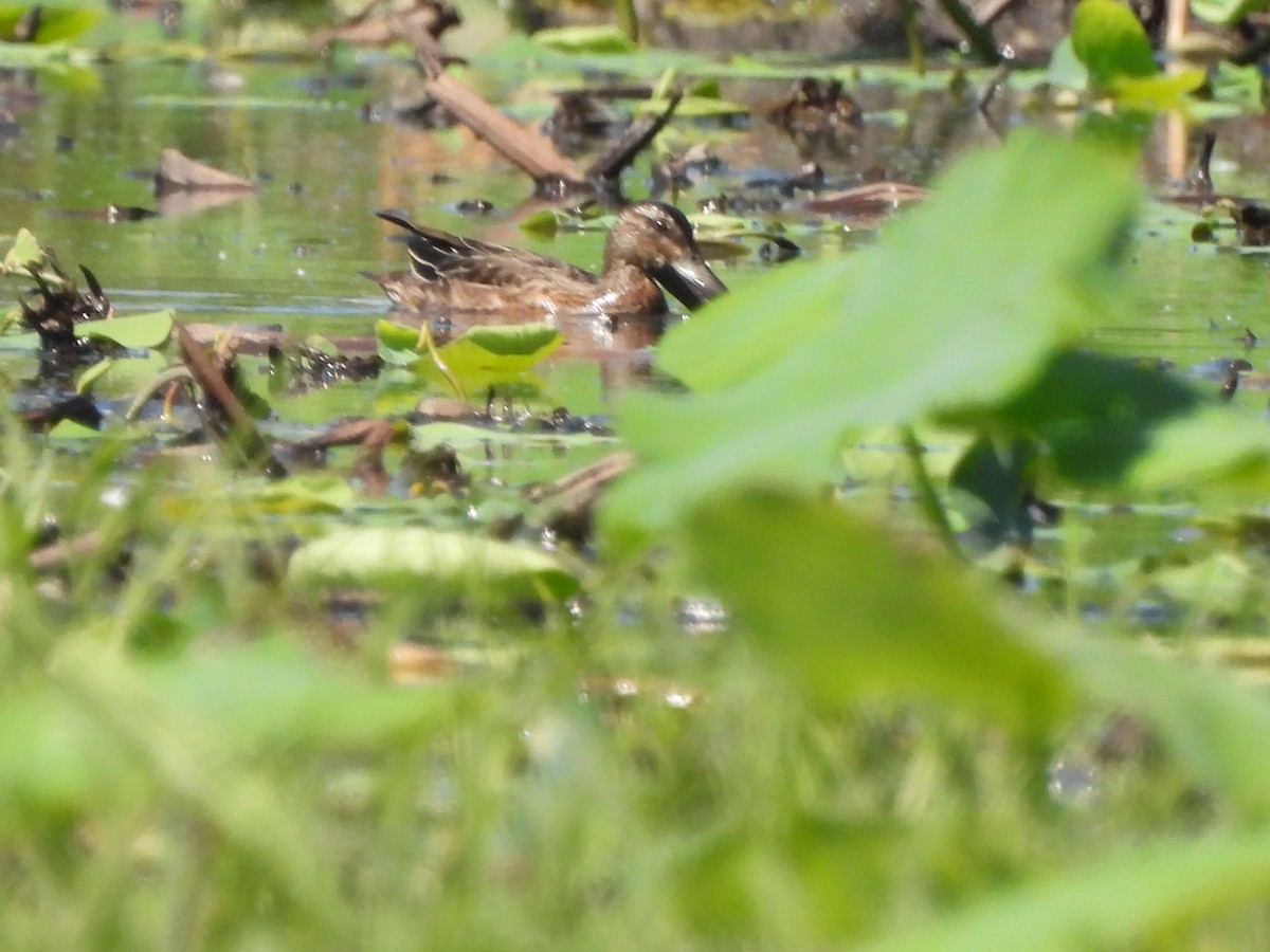 Garganey - ML623207264