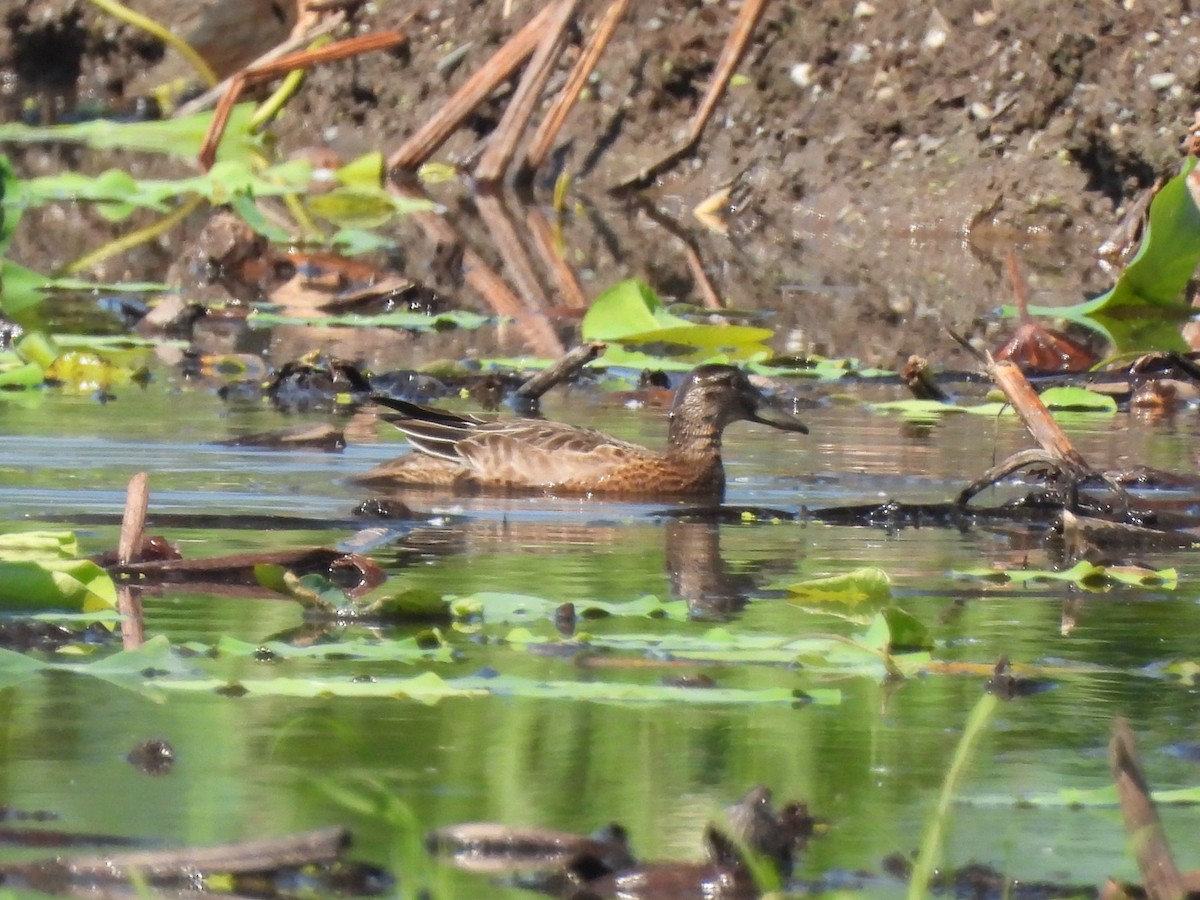 Garganey - ML623207265