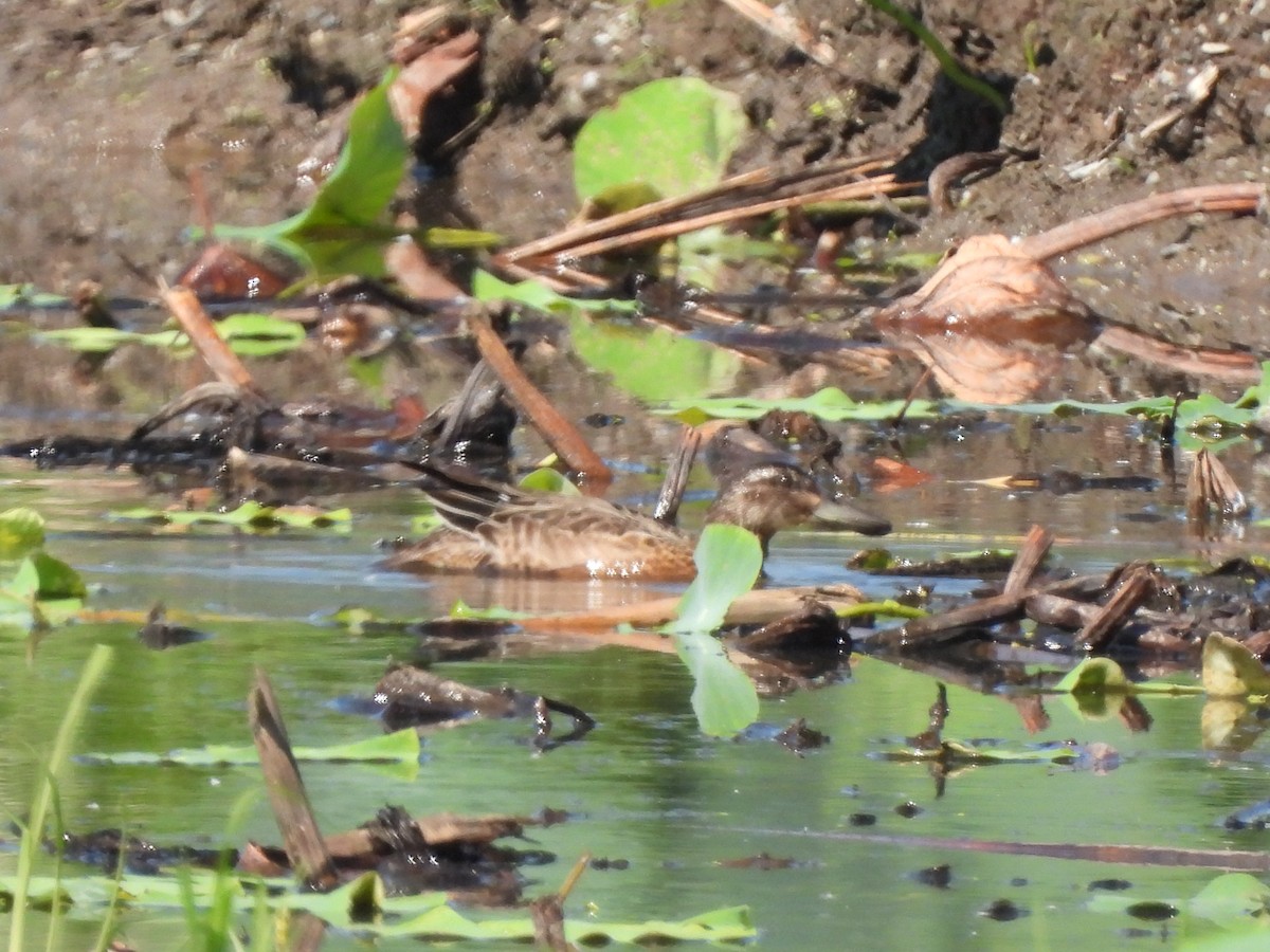 Garganey - ML623207266