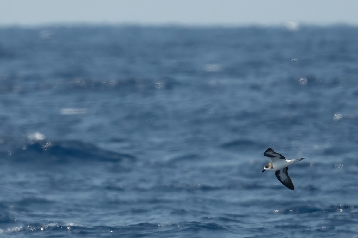 Bermuda Petrel - ML623207267