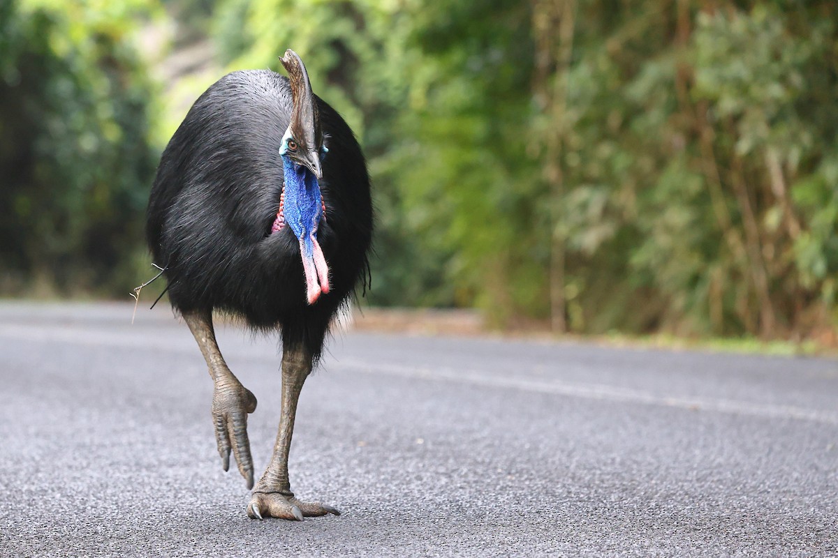 Southern Cassowary - Sam Zhang