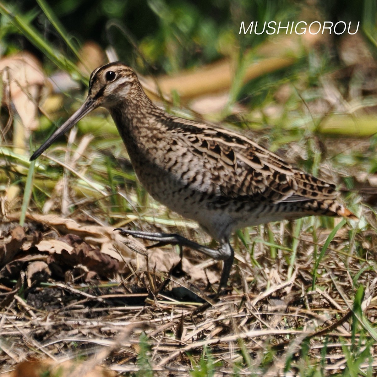 Swinhoe's Snipe - ML623207299