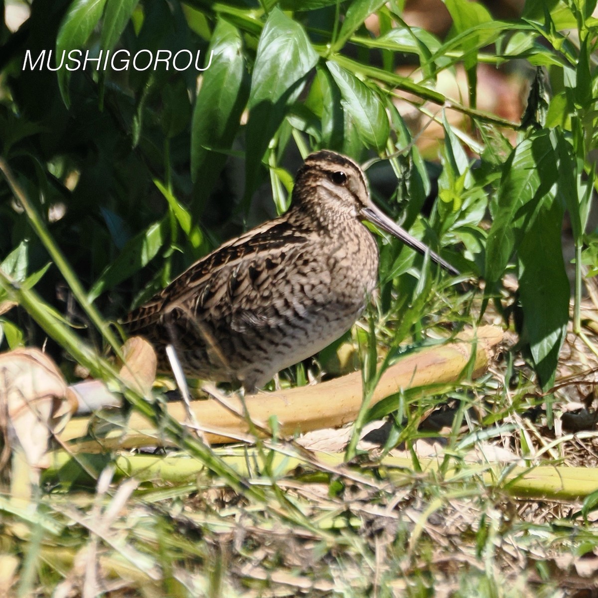 Swinhoe's Snipe - ML623207300