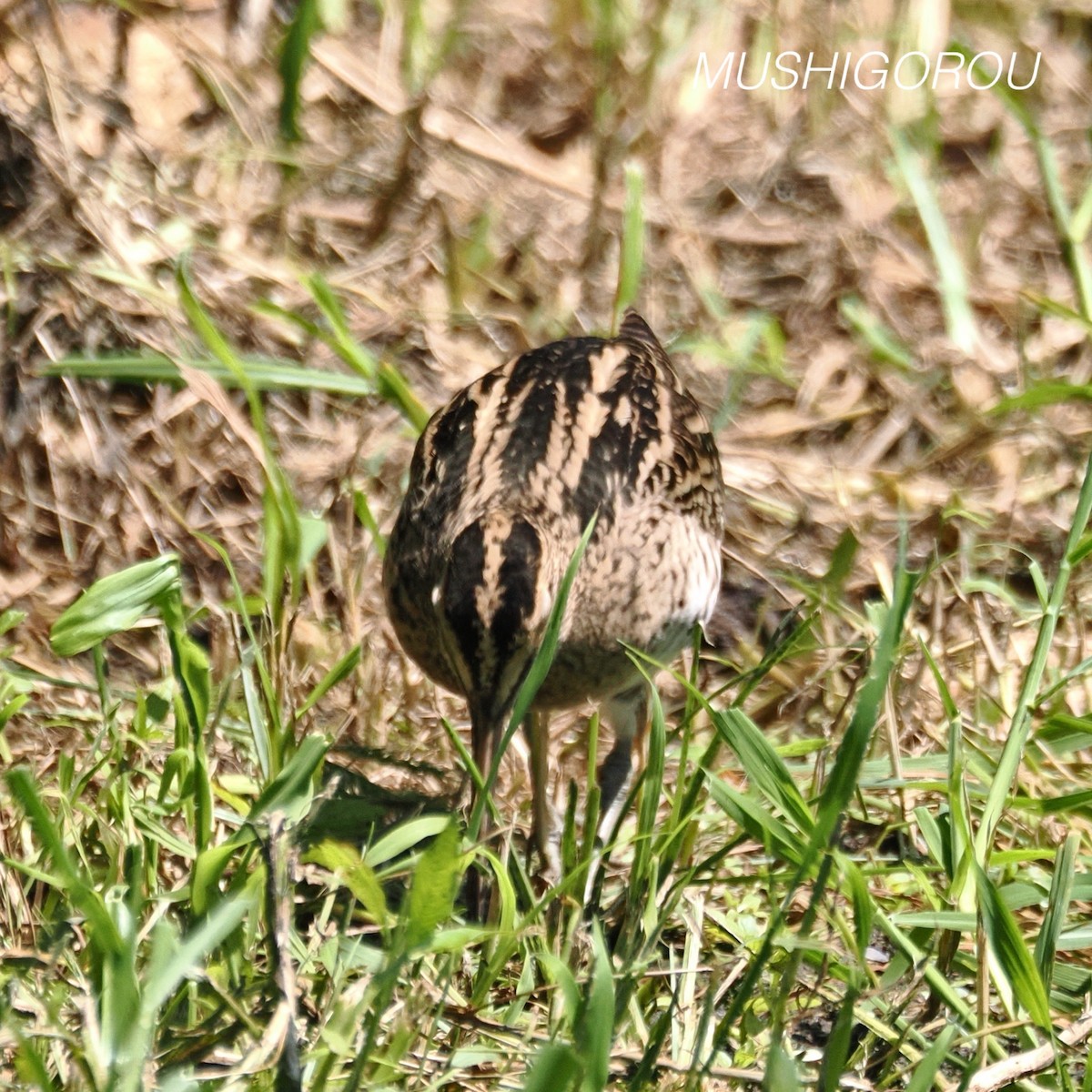 Swinhoe's Snipe - ML623207301