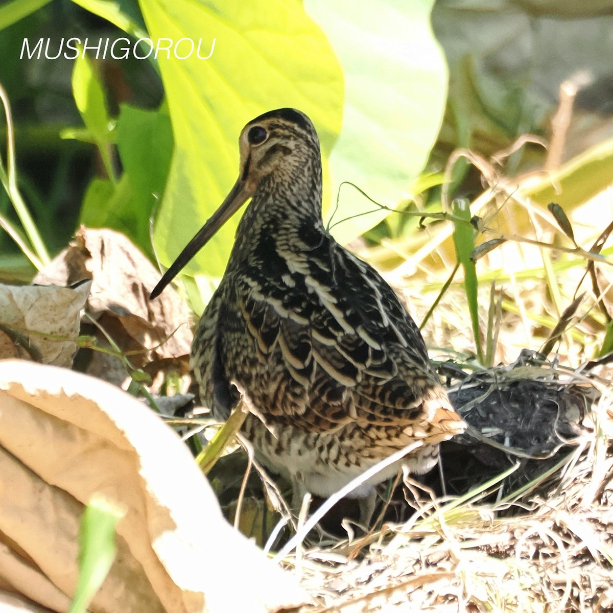 Swinhoe's Snipe - ML623207302