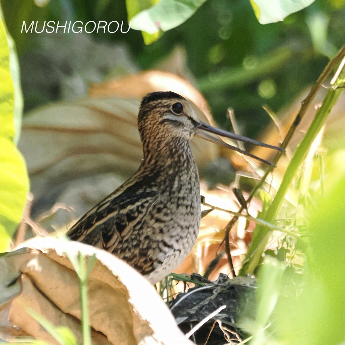Swinhoe's Snipe - ML623207305