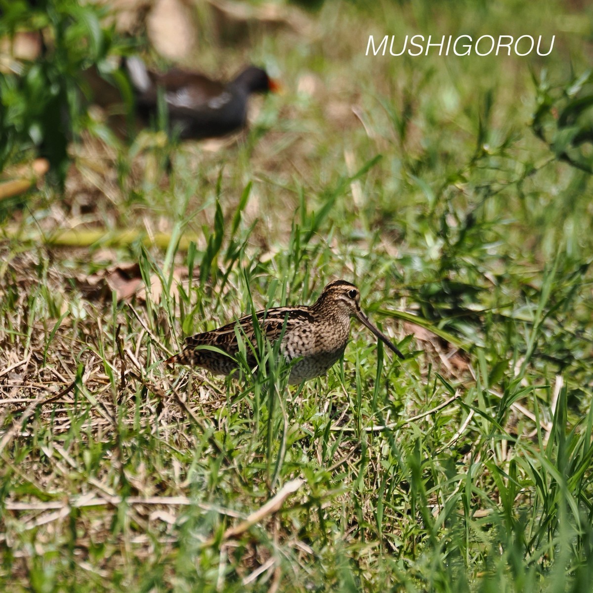 Swinhoe's Snipe - ML623207306