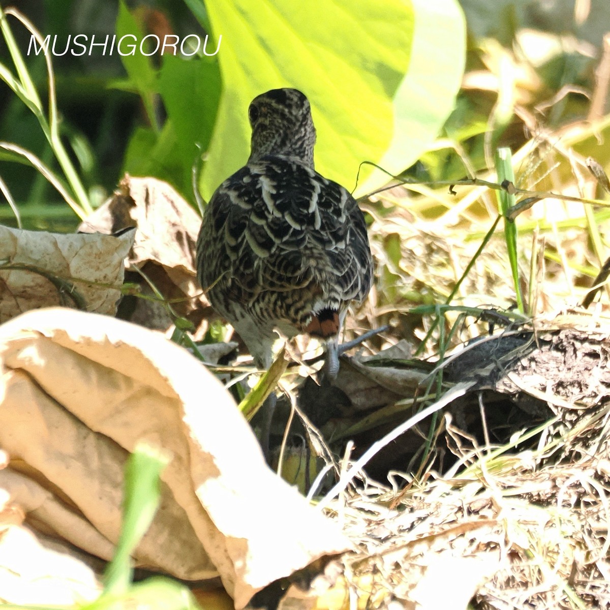 Swinhoe's Snipe - ML623207307