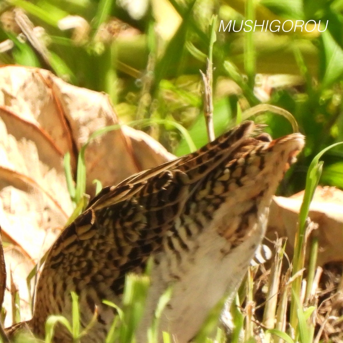 Swinhoe's Snipe - ML623207308