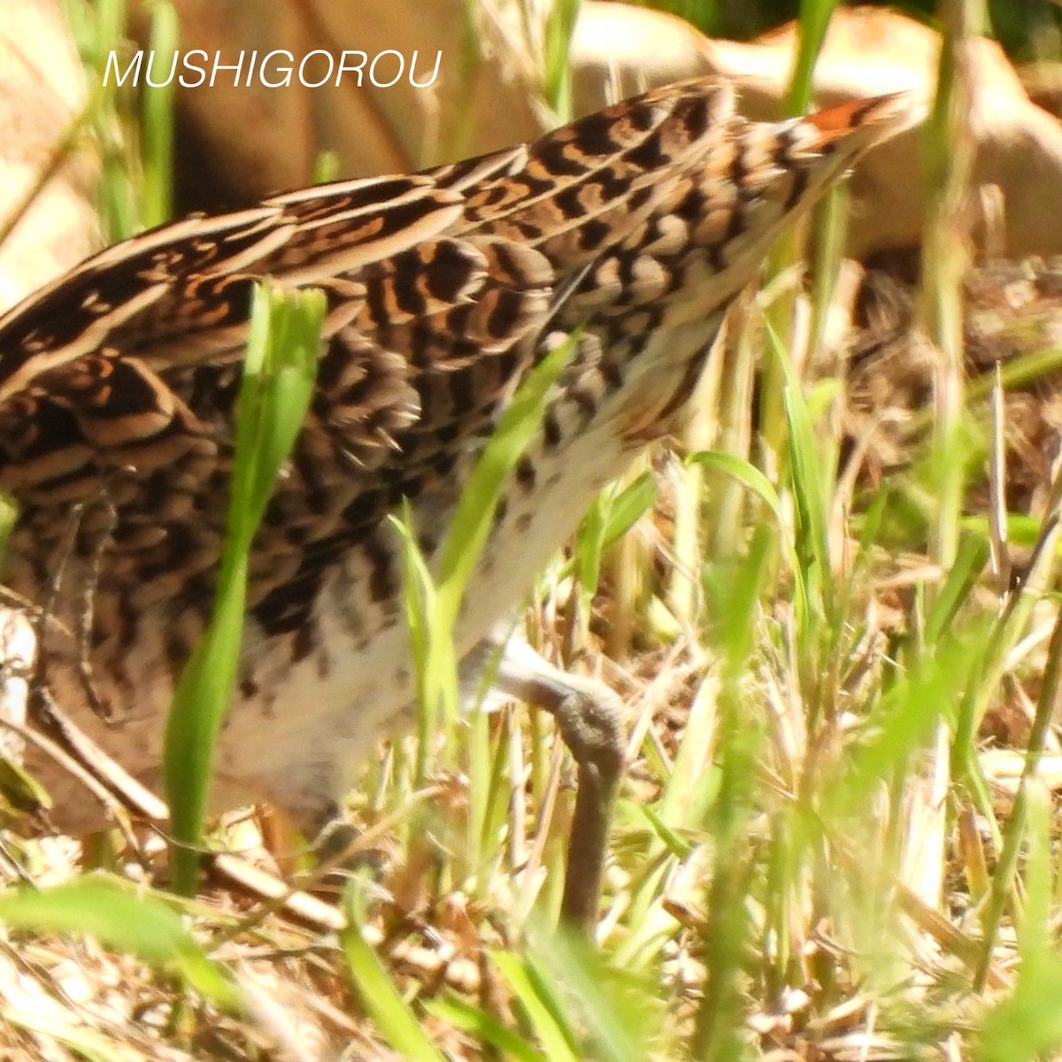 Swinhoe's Snipe - ML623207309