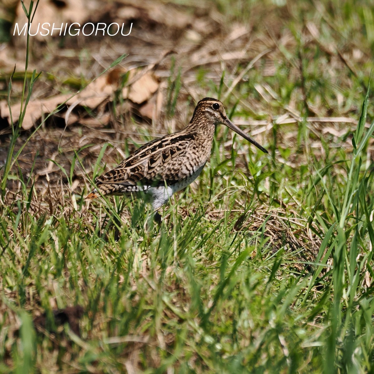 Swinhoe's Snipe - ML623207310
