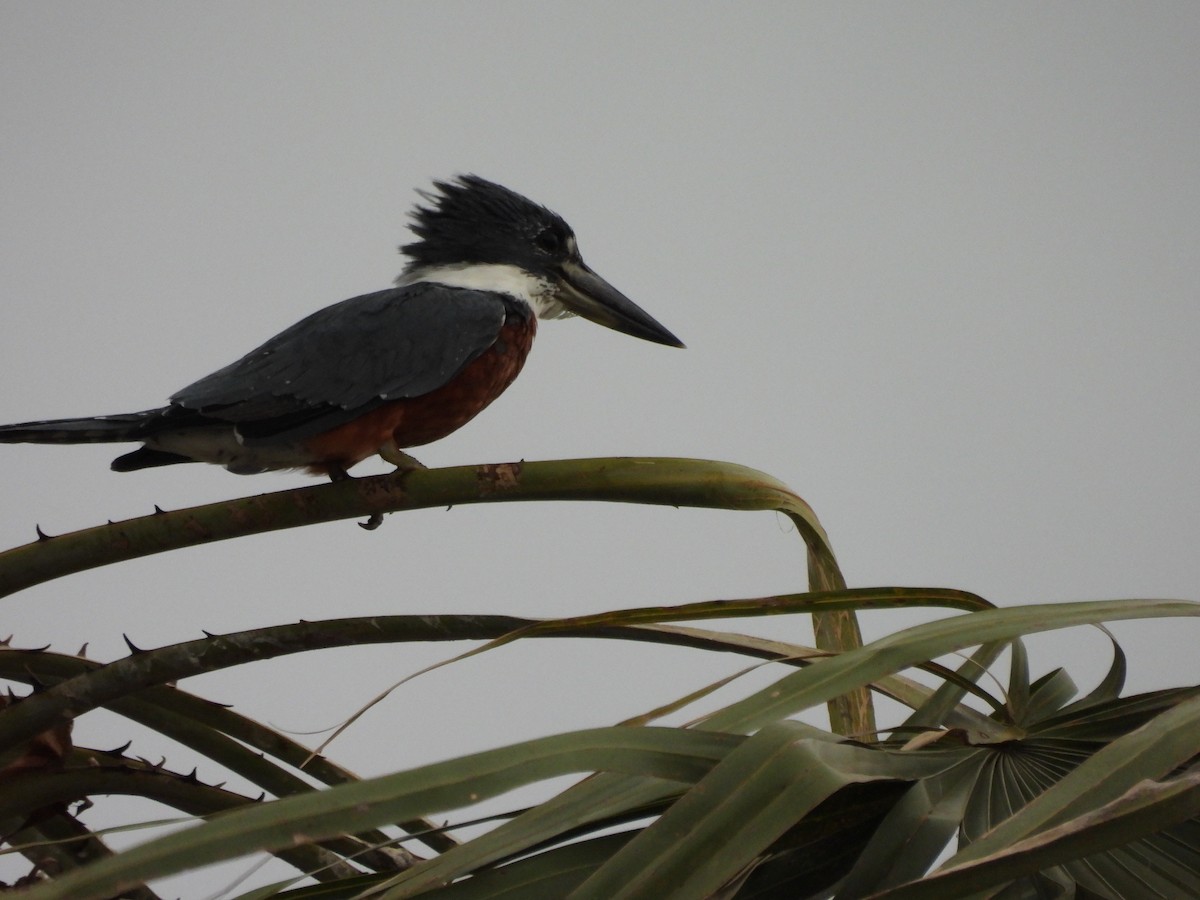 Ringed Kingfisher - ML623207404