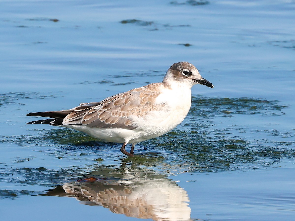 Franklin's Gull - ML623207482