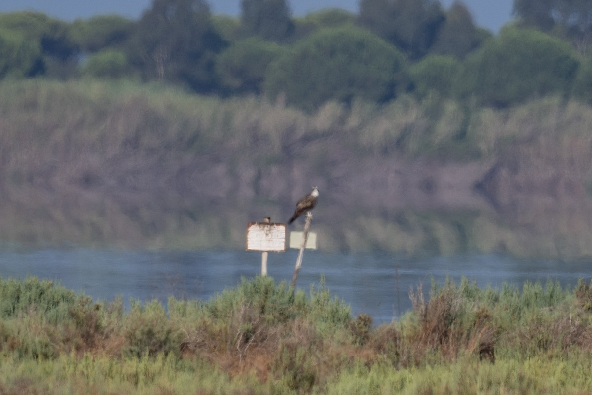 Balbuzard pêcheur (haliaetus) - ML623207486