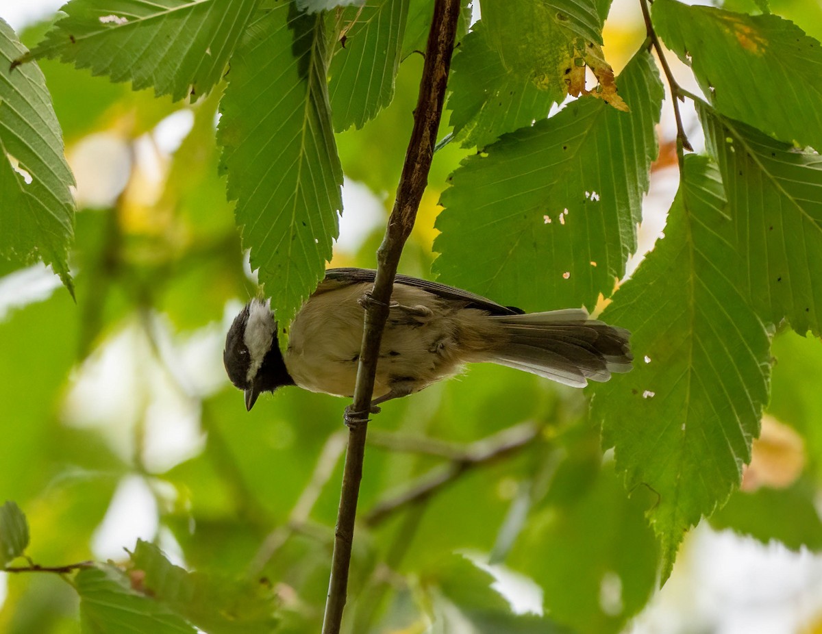 Carolina Chickadee - ML623207585