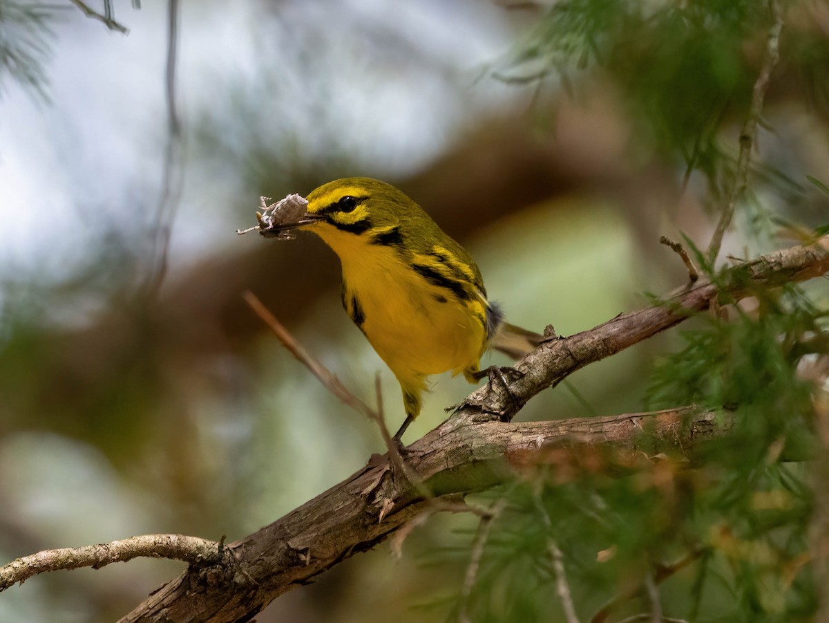 Prairie Warbler - Eric Bodker