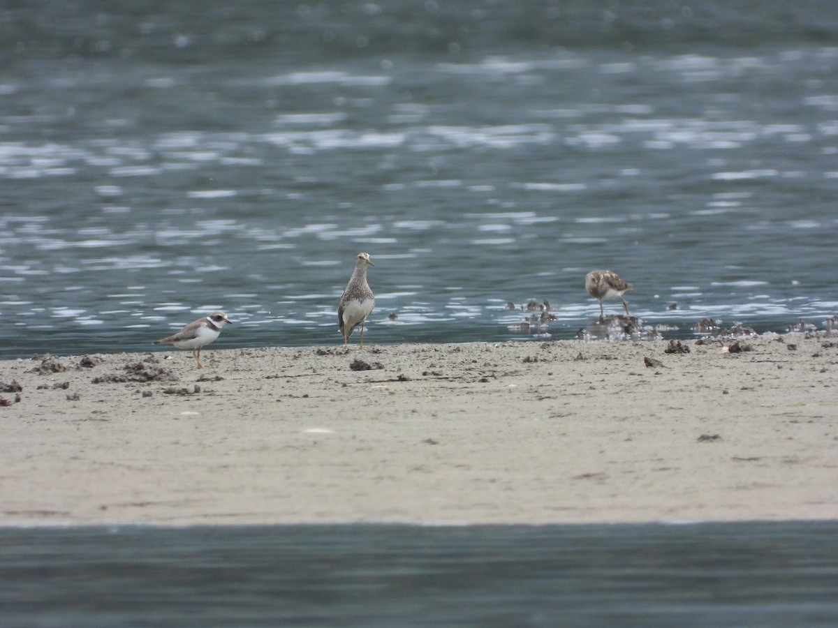 Pectoral Sandpiper - ML623207592