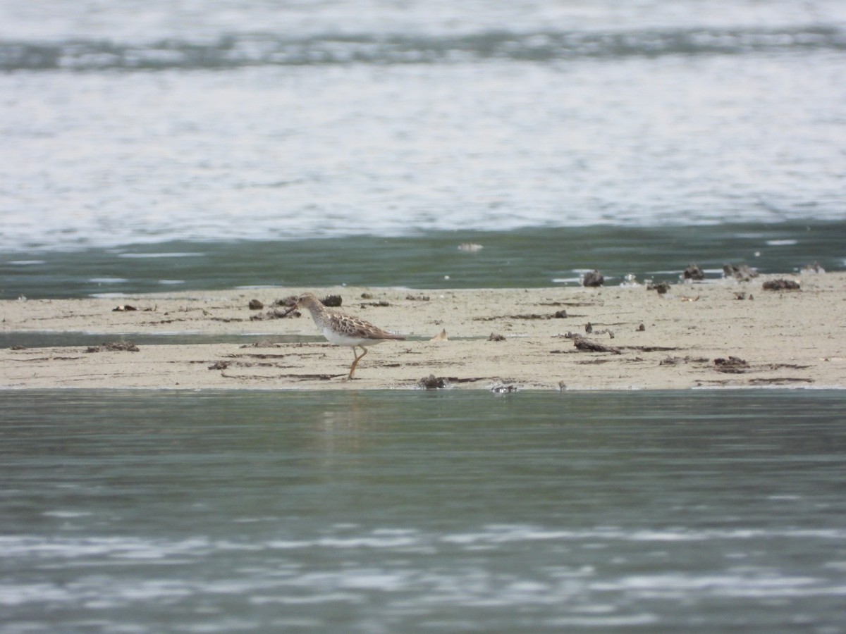 Pectoral Sandpiper - ML623207593