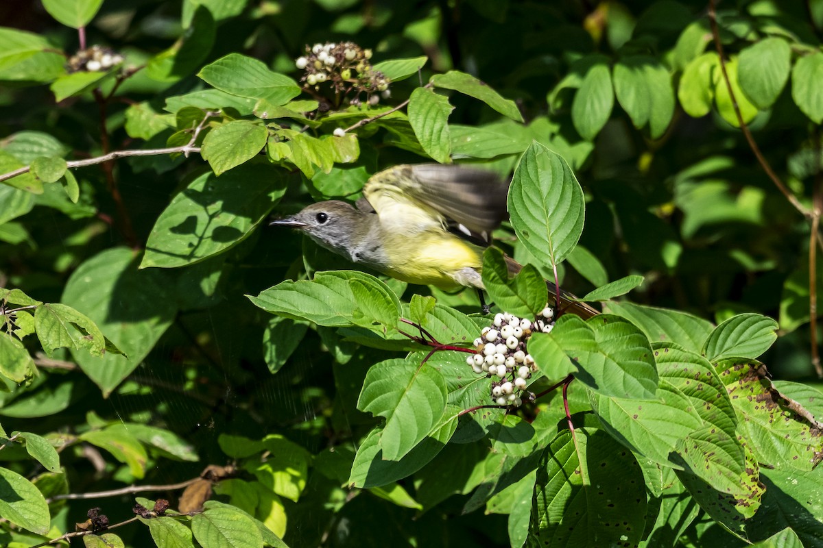 Great Crested Flycatcher - ML623207621