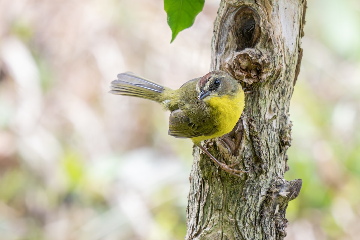 Chestnut-capped Warbler - ML623207622