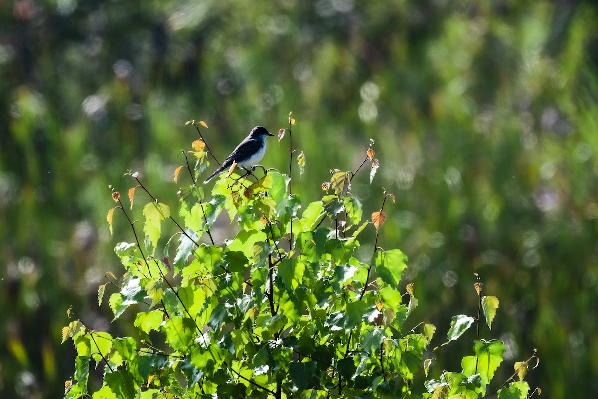 Eastern Kingbird - ML623207624
