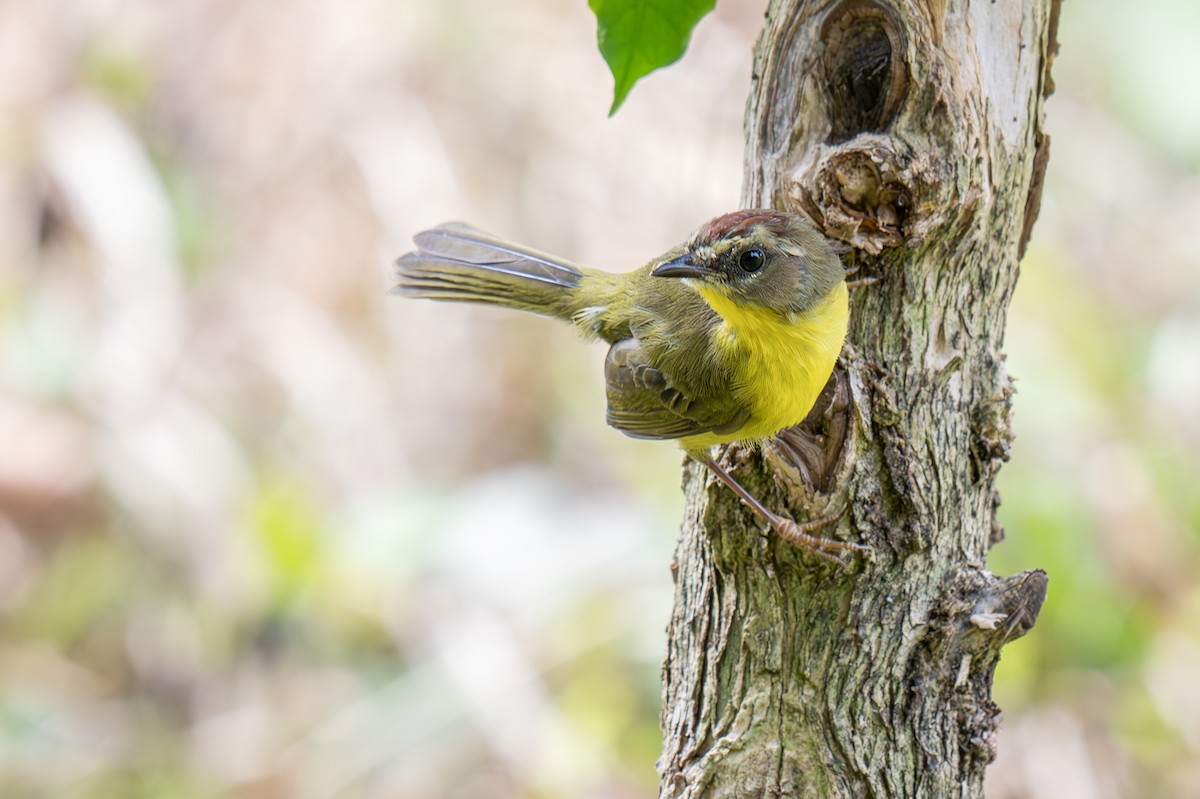 Chestnut-capped Warbler - ML623207627