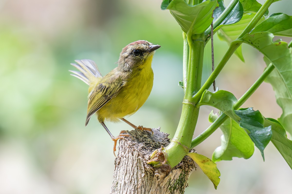 Chestnut-capped Warbler - ML623207629