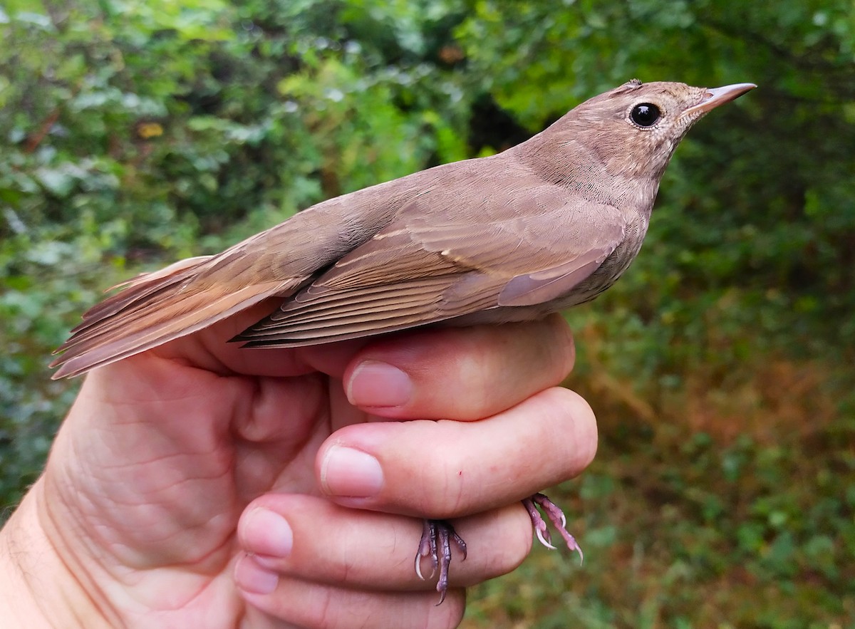 Thrush Nightingale - ML623207632