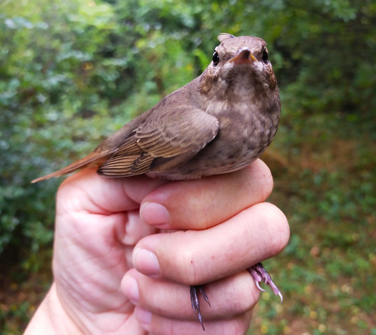 Thrush Nightingale - ML623207633