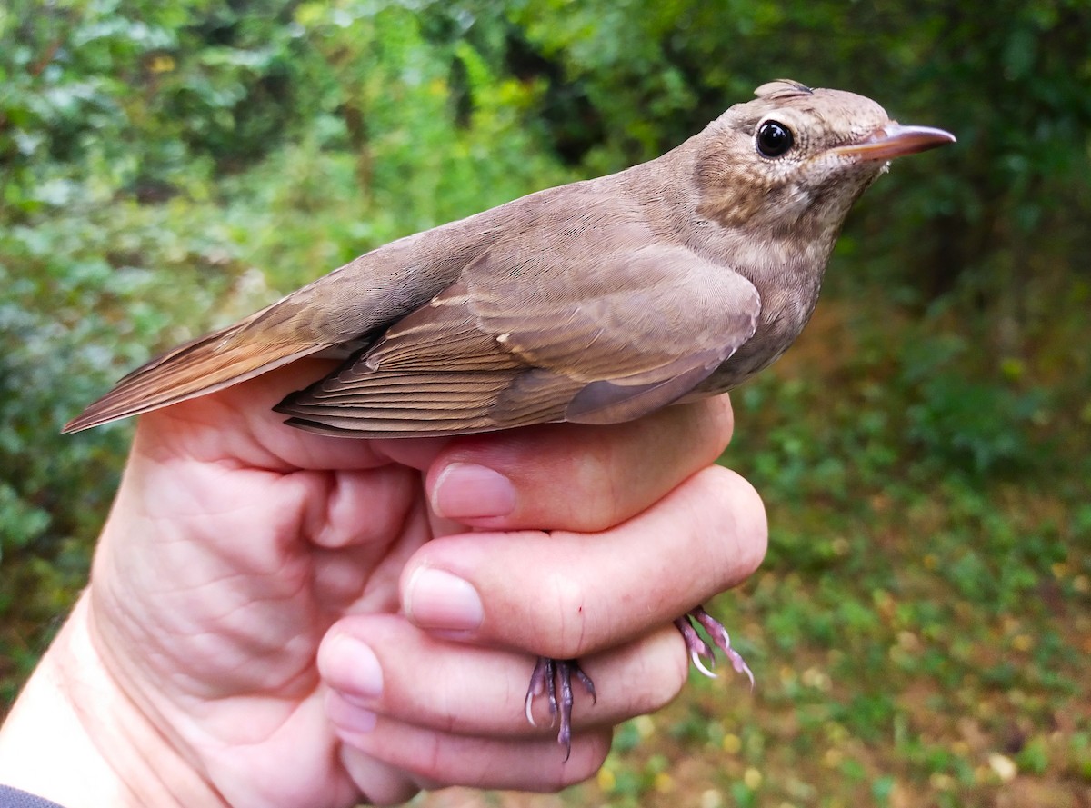 Thrush Nightingale - ML623207634