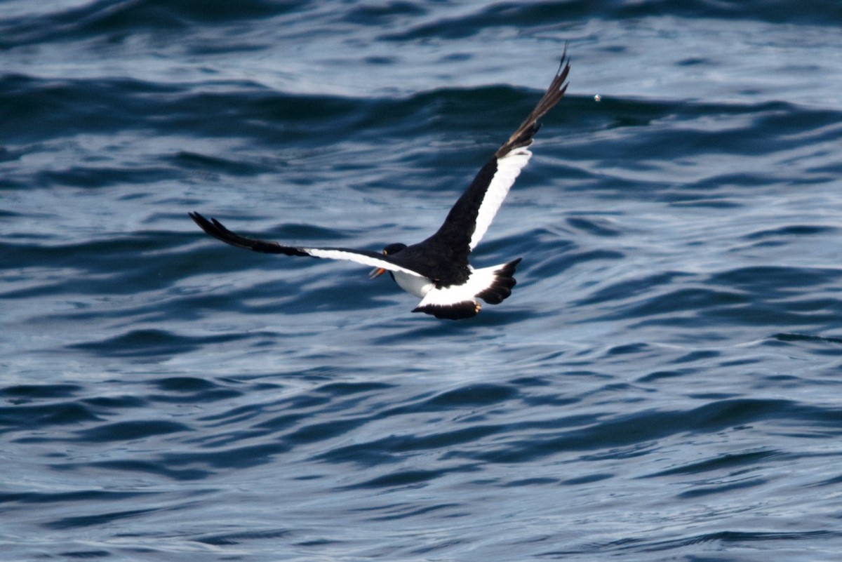 Magellanic Oystercatcher - ML623207659