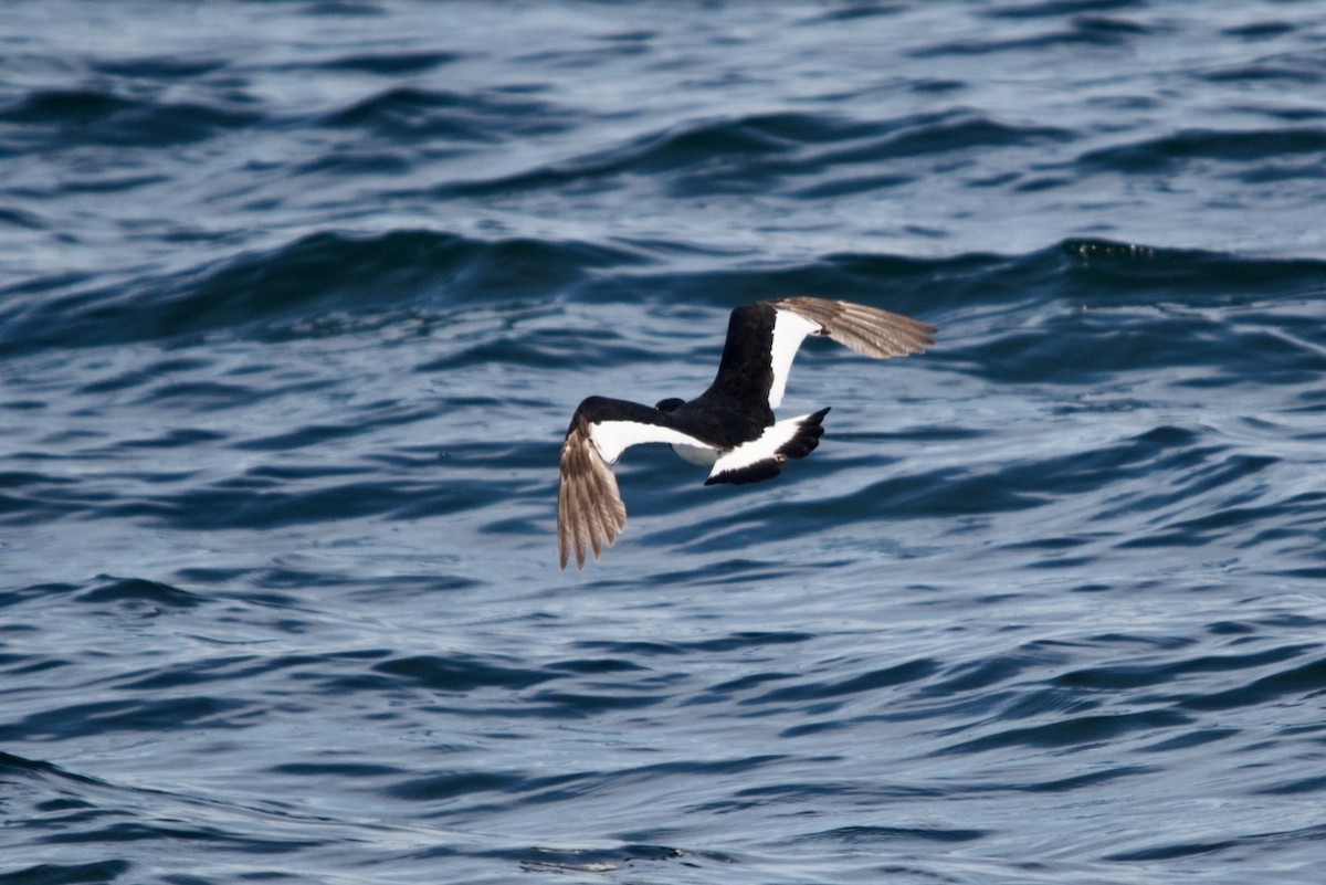 Magellanic Oystercatcher - ML623207660
