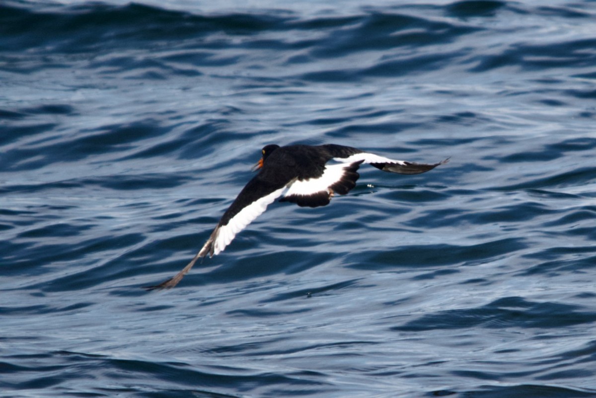 Magellanic Oystercatcher - ML623207661