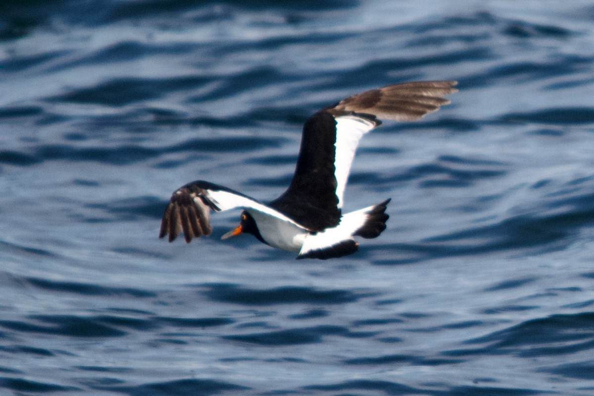 Magellanic Oystercatcher - ML623207662