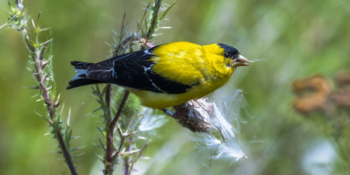 American Goldfinch - ML623207663