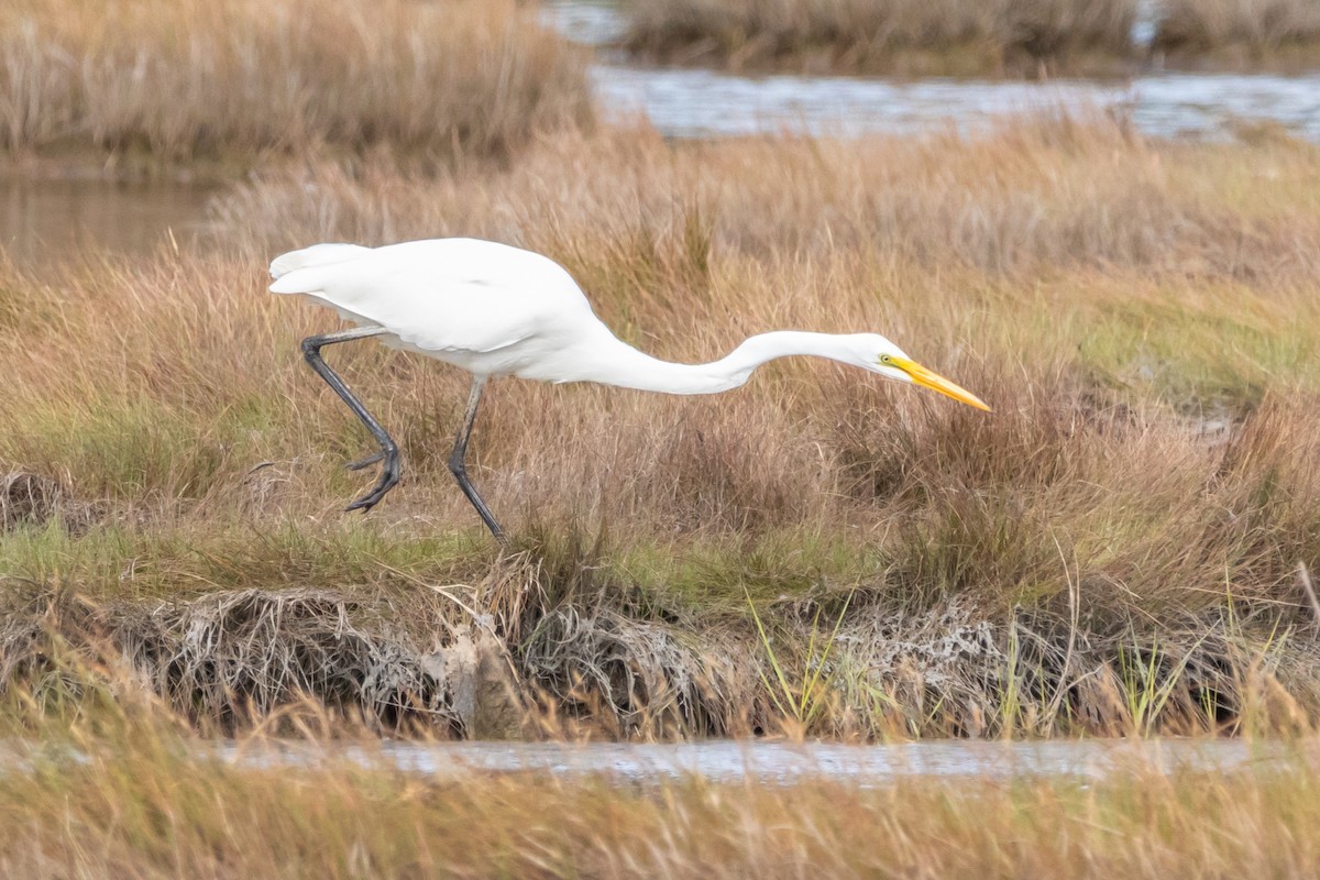 Great Egret - ML623207665