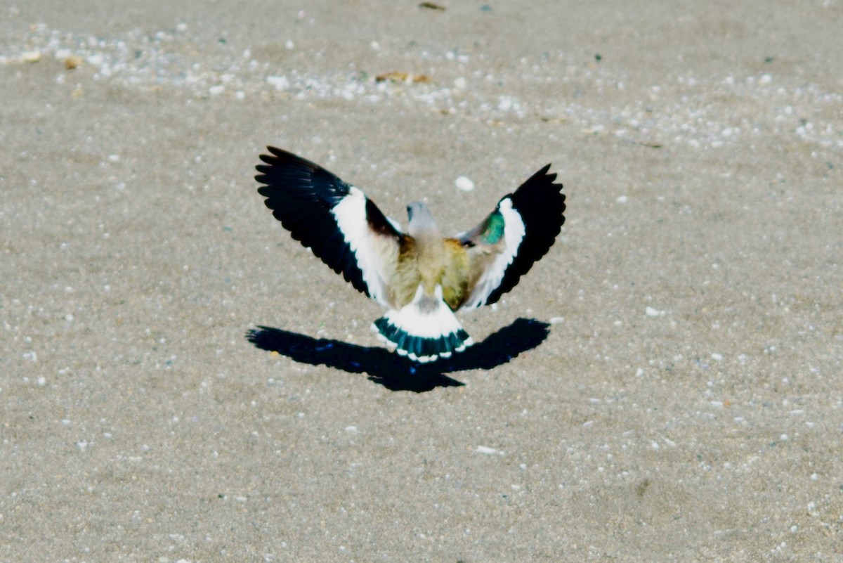 Southern Lapwing - ML623207676