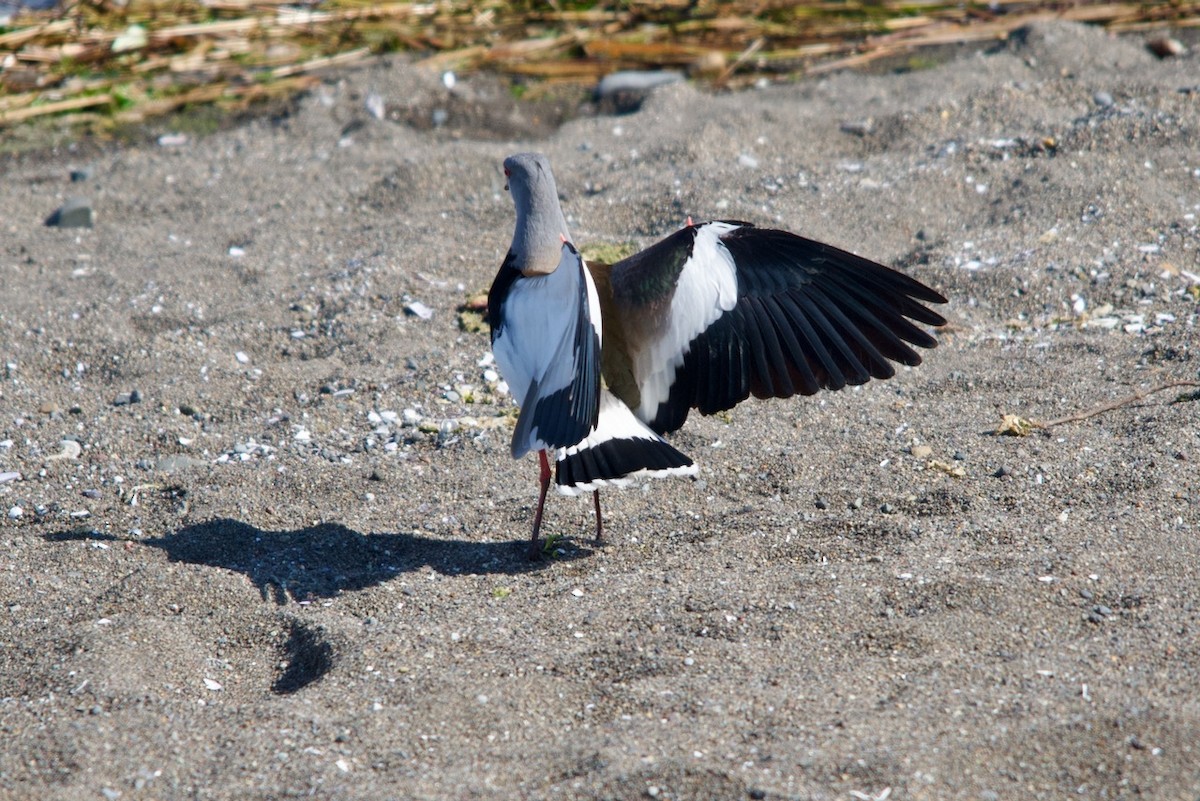 Southern Lapwing - ML623207677