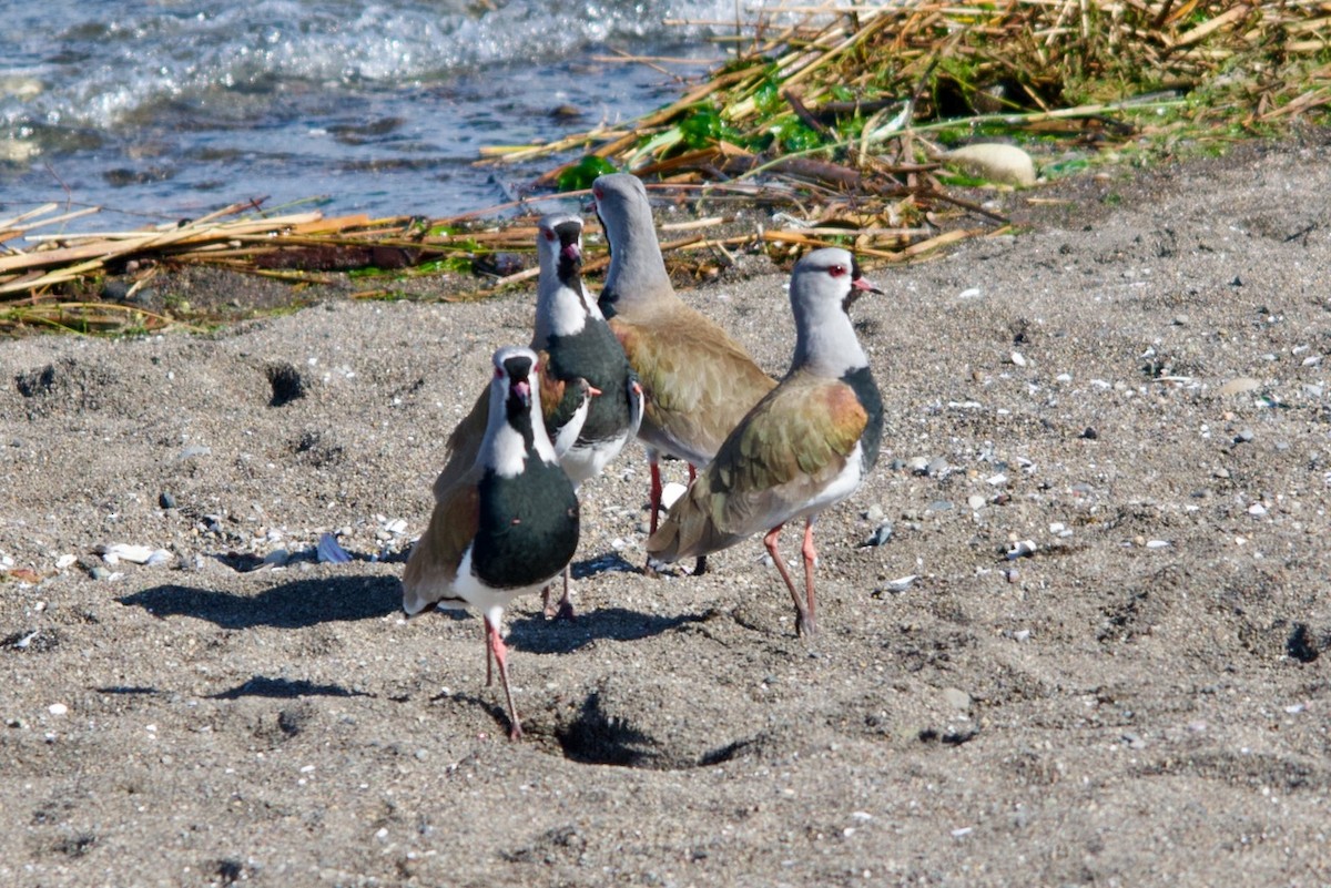 Southern Lapwing - ML623207678
