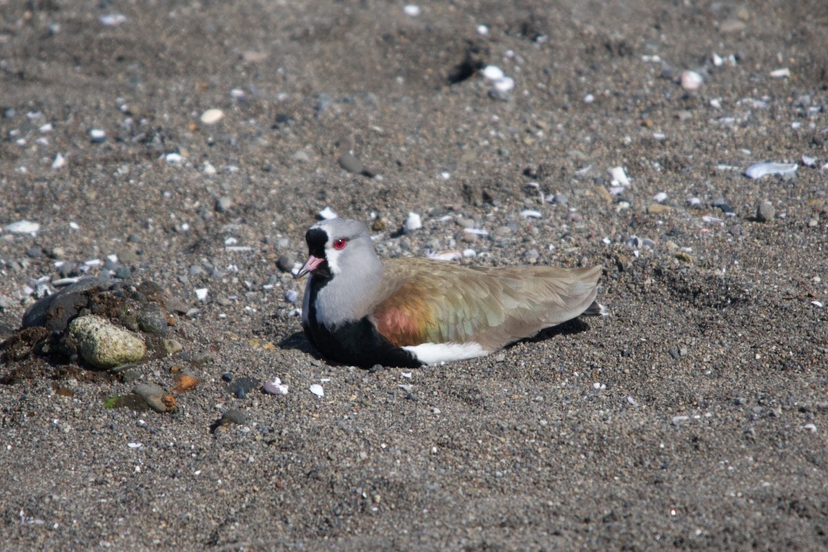 Southern Lapwing - ML623207679