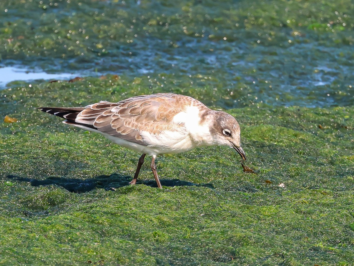 Franklin's Gull - ML623207680