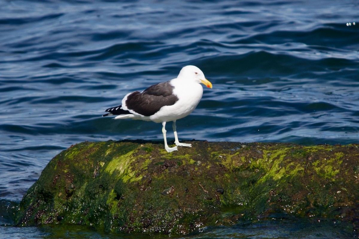 Kelp Gull - ML623207687