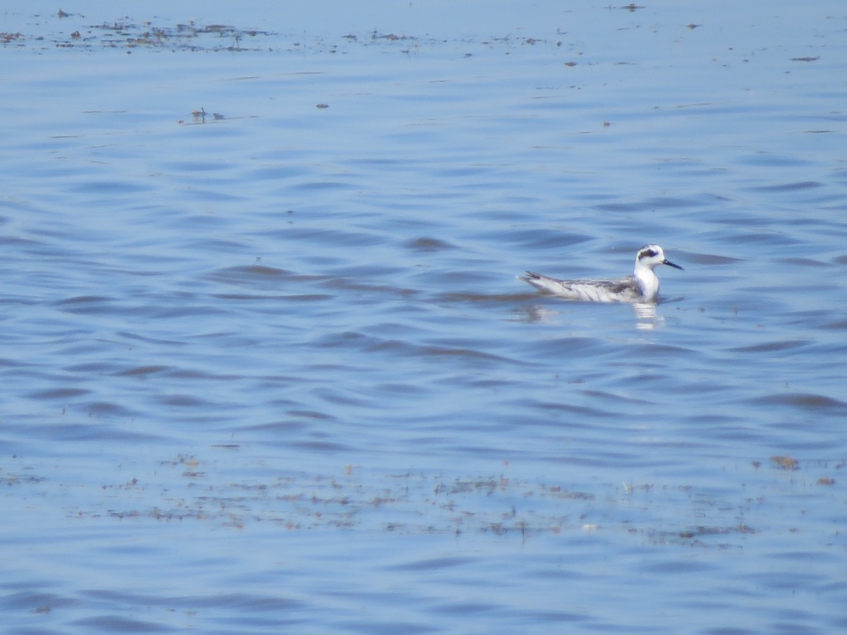 Red-necked Phalarope - Lisa Hoffman