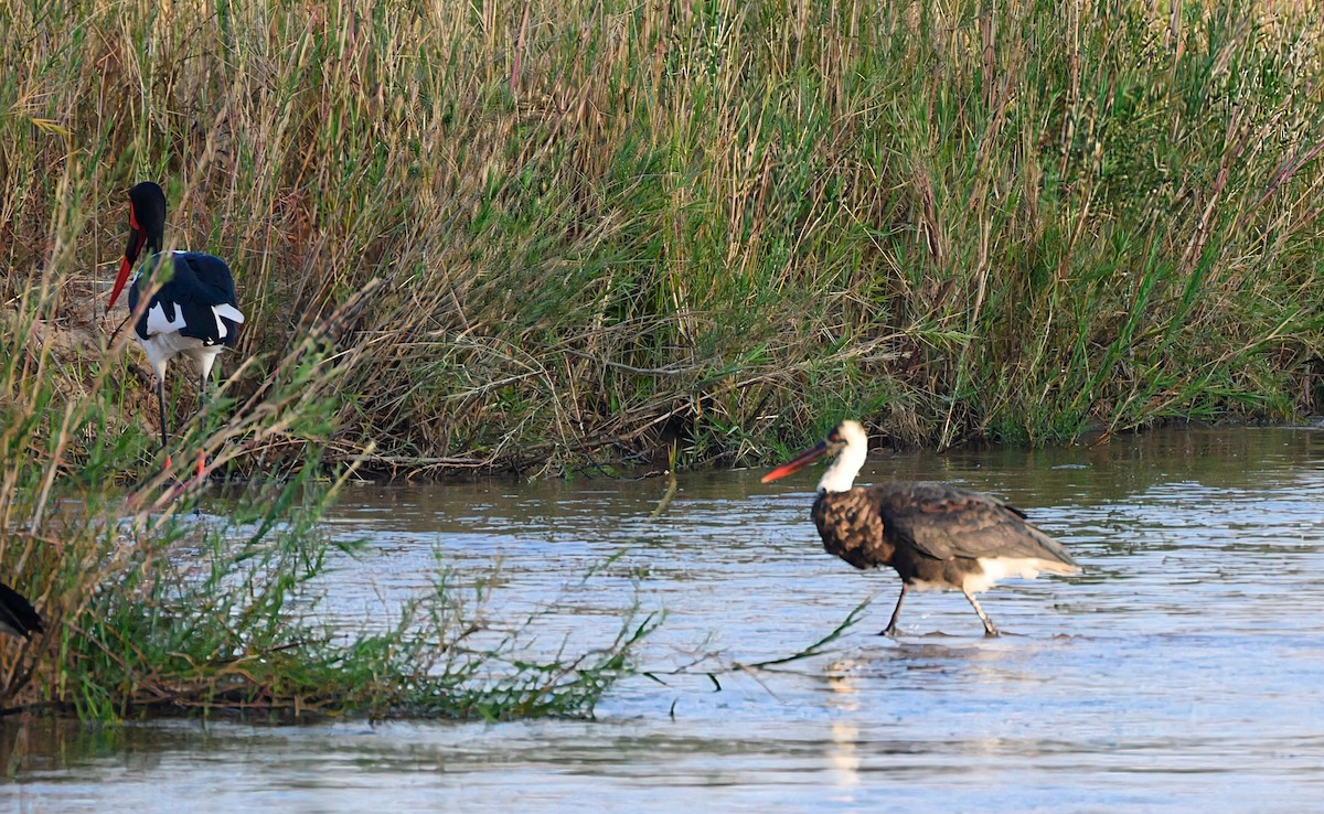 African Woolly-necked Stork - ML623207707