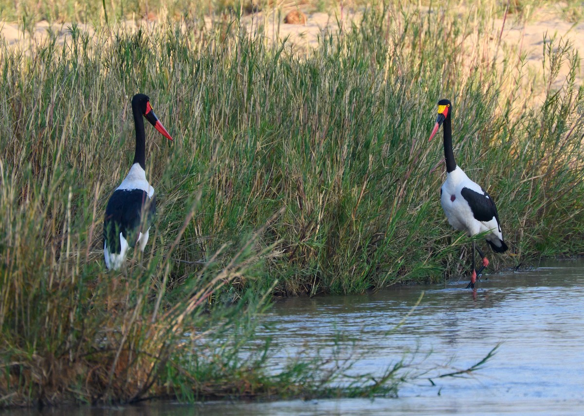 Saddle-billed Stork - ML623207710